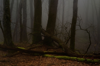 Nebliger Morgen / ***