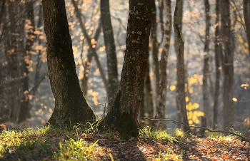 Morgen in den Wald / ***