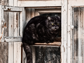 Fensterflügel / ***