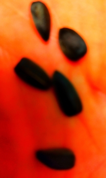 Sonnenblumenkerne / ***