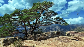 Rojals (Montblanc) - Mola d'Estat - Conca de Barberà / Rojals (Montblanc) - Mola d'Estat - Conca de Barberà