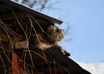 Heinzelmännchen / ***