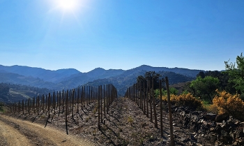La Vilella Alta - preparant la vinya - Priorat / La Vilella Alta - preparant la vinya - Priorat