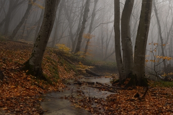 Morgen in den Wald / ***