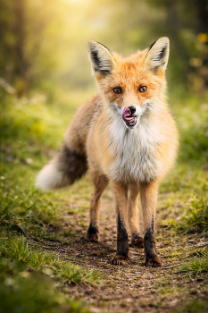 Auf den Spuren / ***
