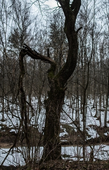 &nbsp; / ***