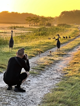 Birder at sunrise / Early morning in the wetlands a birder taking pictures of Sandhills cranes and its chics.