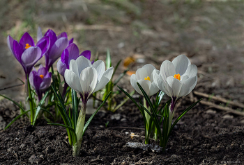 Krokusse. / ***