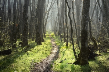 Morgen in den Wald / ***