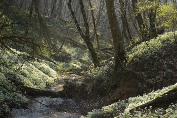 Nebel zerstreut / ***