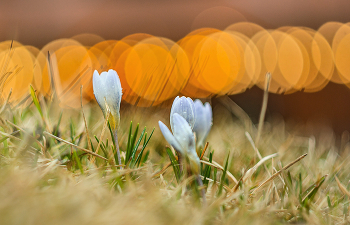 Frühlingsthema. / ***