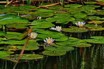 Morgen im Sumpf / ***