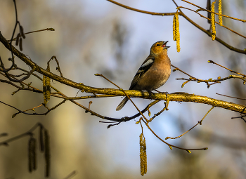 Herold des Frühlings / ***