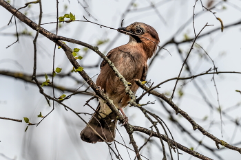 Frühlingserwachen / ***