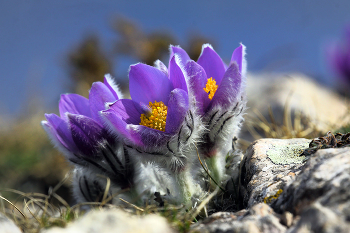 Pulsatilla Krim / ***
