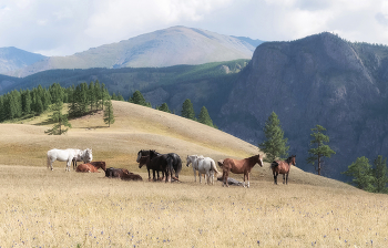 Harmonie der Natur / ***