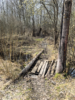 Frühlingswald. / ***