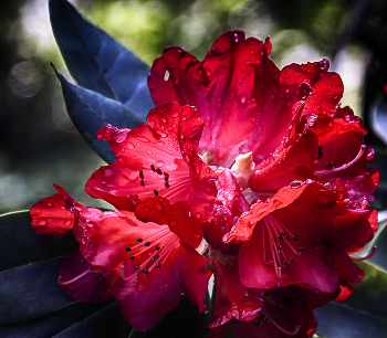 Rhododendron / ***