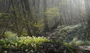 Morgen in den Wald / ***