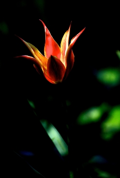 Die feuerrote Blume / ***