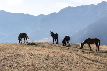 Auf dem Hügel / ***
