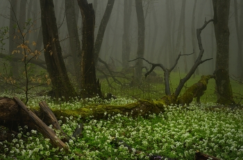 Nebliger Morgen / ***