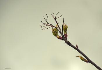Frühling Etüde. / ***