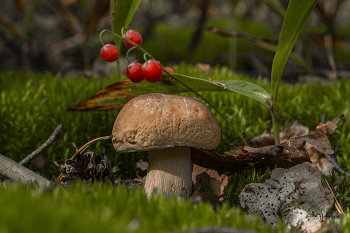 Im Wald / ***