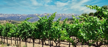 Poboleda - vinyes Montsant al fons - Priorat / Poboleda - vinyes Montsant al fons - Priorat