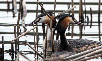 Grebes. / ***