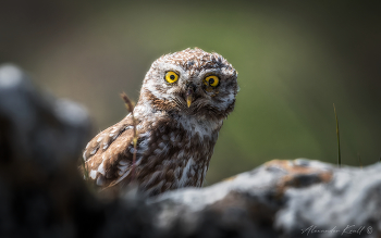 Verstecken spielen / ***