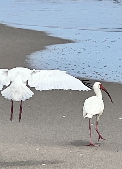 Flying or walking / Birds on a beach