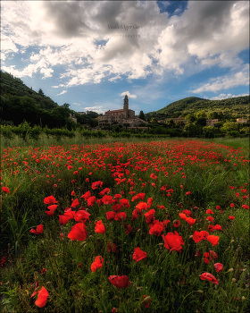 Arquà Petrarca / ***