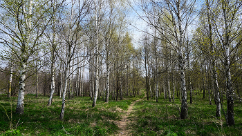 Frühlingswald. / ***