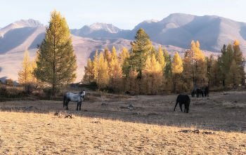 Auf dem Hügel / ***