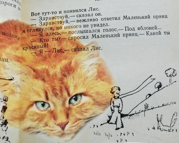 Fuchs / ***
