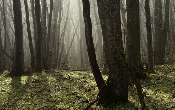 Kirillov / ***
