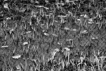 Leben rund um / ***