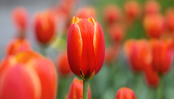 Tulips / ***