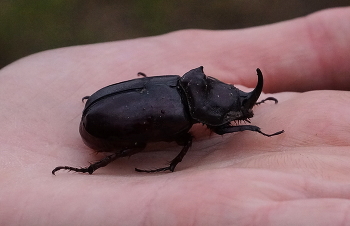Rhinozeros / ***