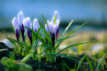 Krokusse / ...