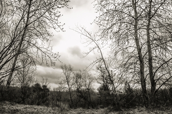 Frühling / ***