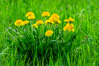 Löwenzahn. / ***