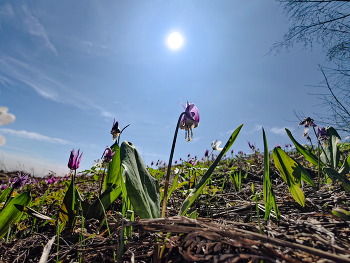 Die Frühlingssonne / ***
