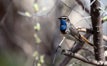 Blaukehlchen / ***