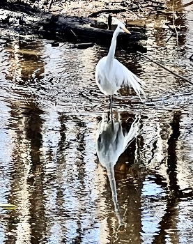 Ballet / Great egret in the waters