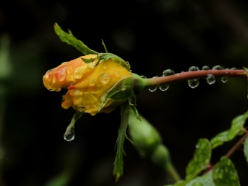 Regen-Rose / Rosenberger mit Regetropfen