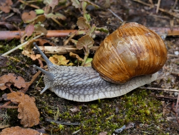Unterwegs / ist diese Weinbergschnecke