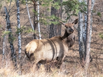 Sibirische Hirsch / ***