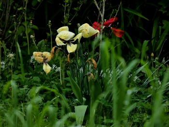 Vergänglichkeit / Blick über den Rasen zu den welken Blumen